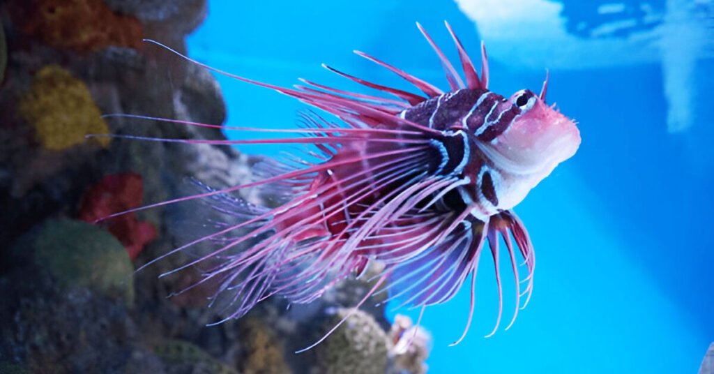 New England Aquarium